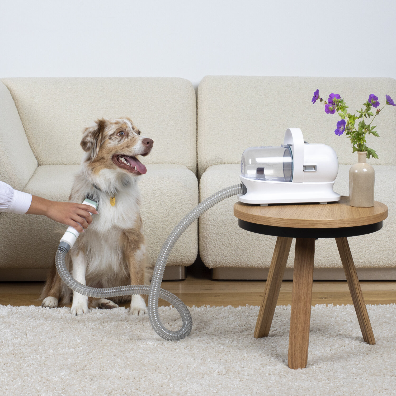 On a testé un aspirateur de poils pour chien 